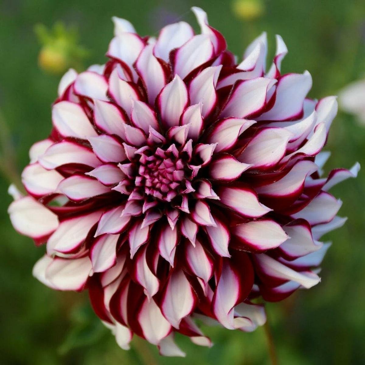 Tartan Dinnerplate Dahlia Seeds, 40+ seeds