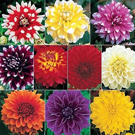 big dahlia flower seeds 40+ Seeds| Ultimate Dinnerplate Collection Dahlia Perennial Seeds Heirloom Dahlia Flower Seeds – Non GMO, Open Pollinated Mix for Vibrant Summer