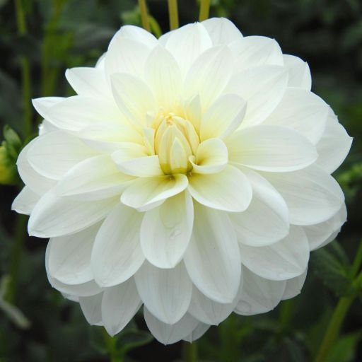 Cut Collection Dahlia Perennial Seeds - Mixed Color Blooms, 40+ seeds