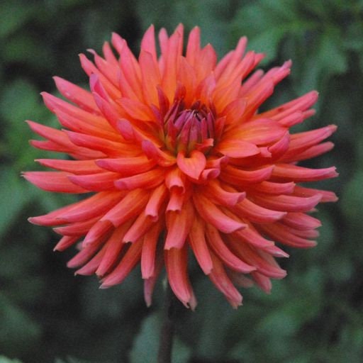 Cut Collection Dahlia Perennial Seeds - Mixed Color Blooms, 40+ seeds