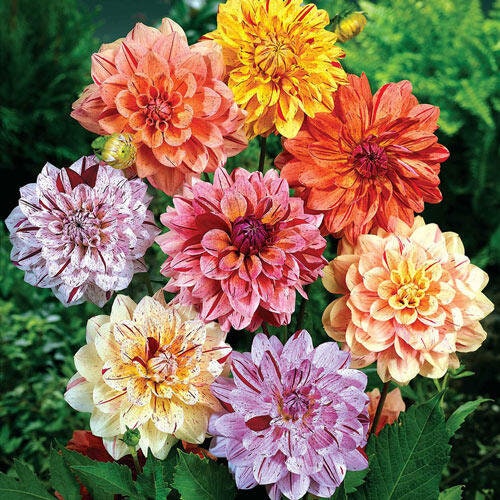 Rembrandt Dahlia Mixture Seeds Dahlia Seeds, 40+ seeds