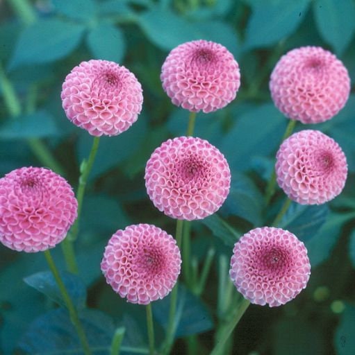 Frank Holmes Dahlia Perennial Seeds - Long Lasting Blooms, 40+ seeds