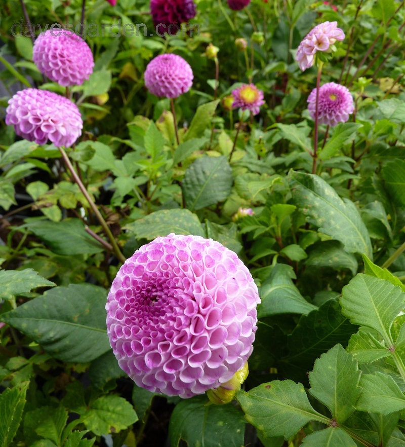 Frank Holmes Dahlia Perennial Seeds - Long Lasting Blooms, 40+ seeds