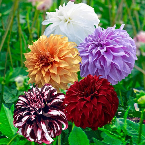 Night Butterfly Dahlia Seeds, 40+ seeds