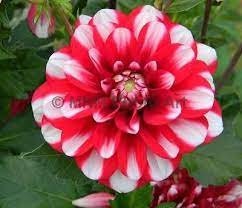 Yoro Kobi Dahlia Perennial Seeds - Heirloom Dahlia Mix, 40+ seeds
