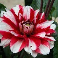 Yoro Kobi Dahlia Perennial Seeds - Heirloom Dahlia Mix, 40+ seeds
