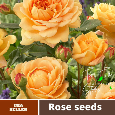 30 Rare Seeds| Golden Celebration David Austin Rose Seeds  #1014