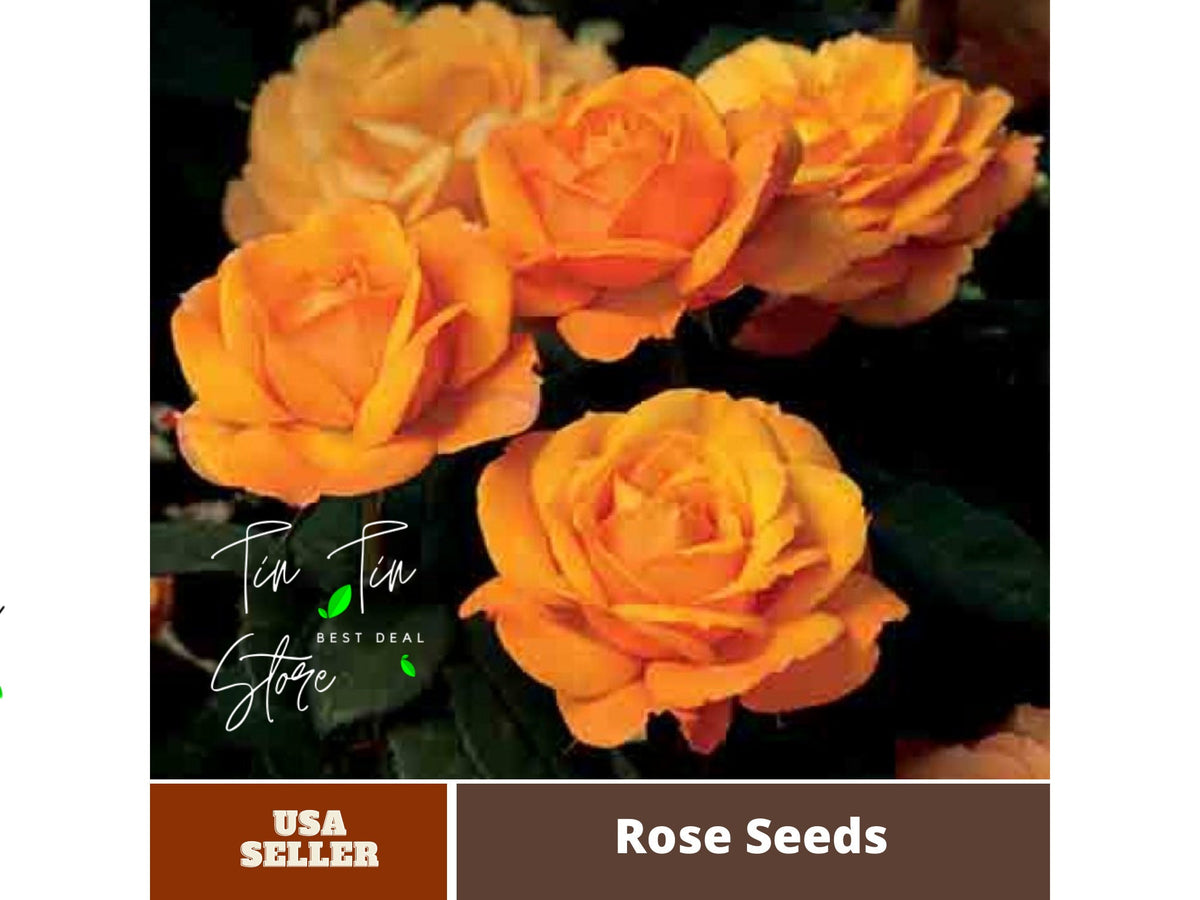 Yellow Good As Gold Hybrid Rose Flower Seeds, 30+ seeds