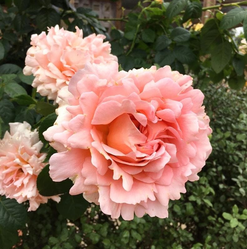 Polka Climbing Rose Seeds, 30 seeds