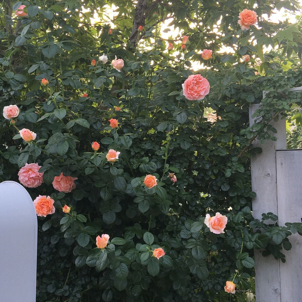 Polka Climbing Rose Seeds, 30 seeds
