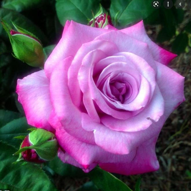 Fragrant Plum Grandiflora Rose Seeds, 30 seeds