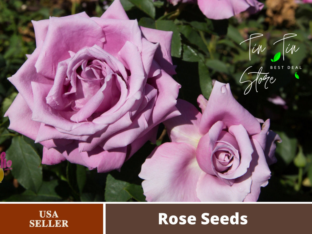 Fragrant Plum Grandiflora Rose Seeds, 30 seeds