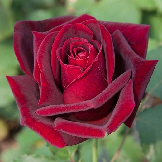 Black Magic Hybrid Tea Rose Flower Seeds, 30+ seeds