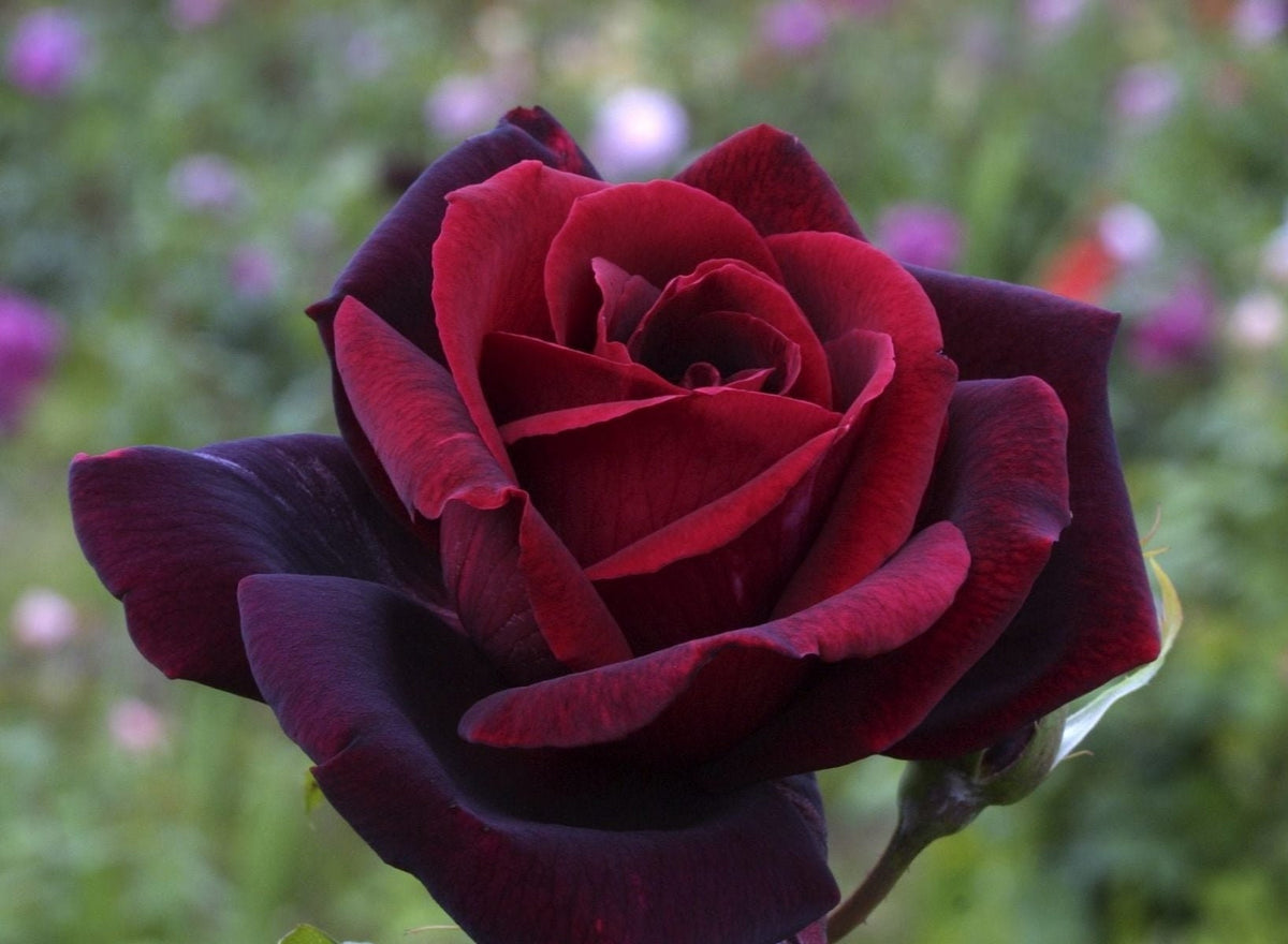 30+ Seeds| Black Magic Hybrid Tea  Rose Flower Seeds#1058