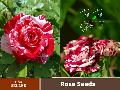 rose bush seed 30 Rare Seeds