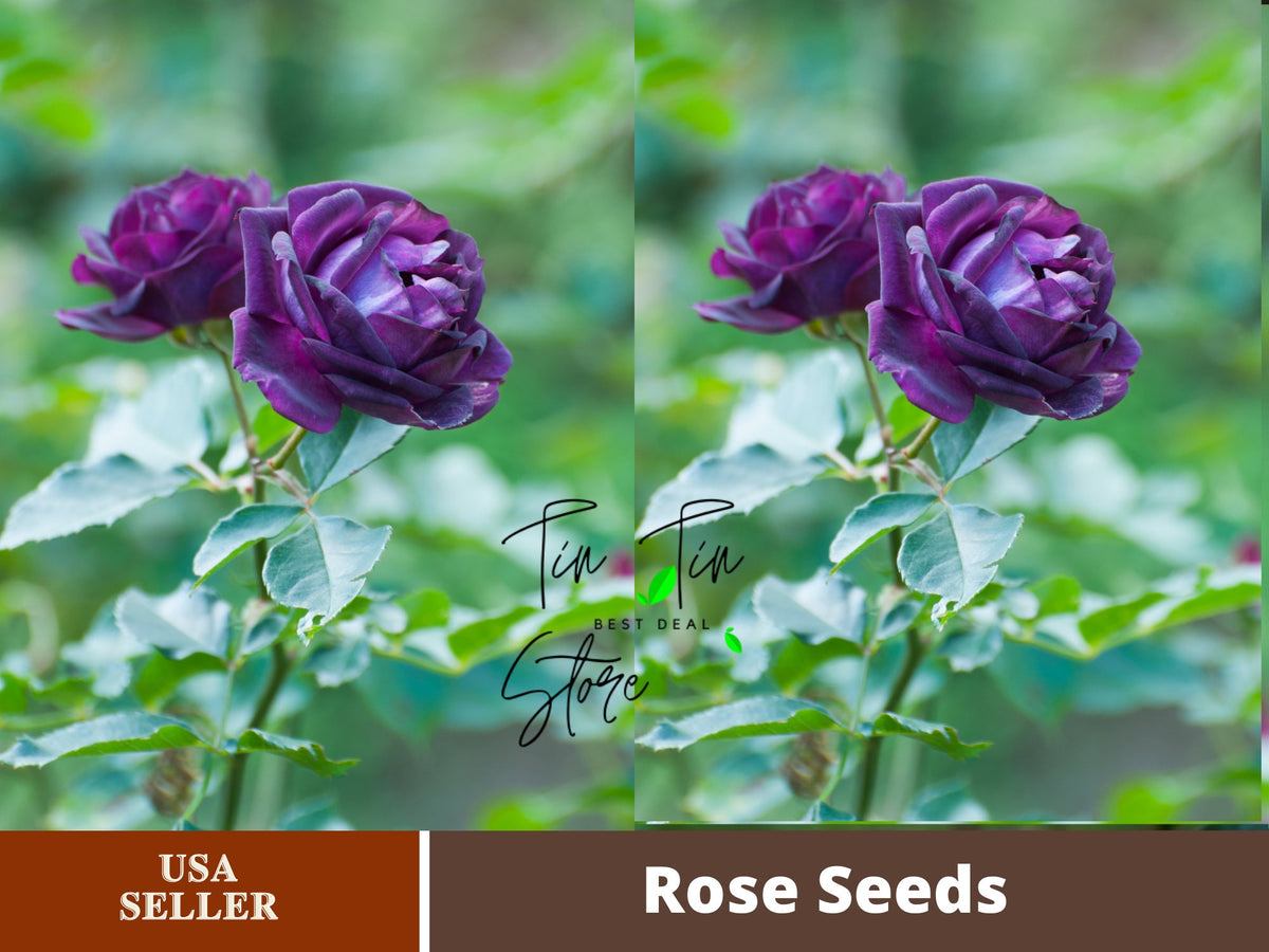 midnight supreme rose seeds 30 Rare Seeds-Midnight Supreme Seed Blue black Rare #1067