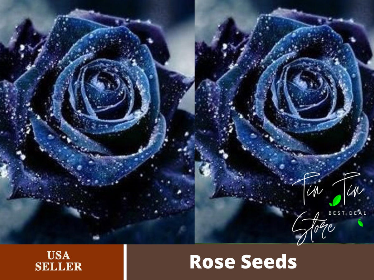 30 Rare Seeds-Midnight Supreme Rose Seed-#1067