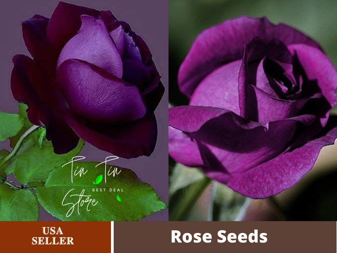 purple rose bush seeds 30 seeds