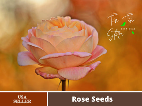 30 Rare seed-Champagne Rose For Planting #1104