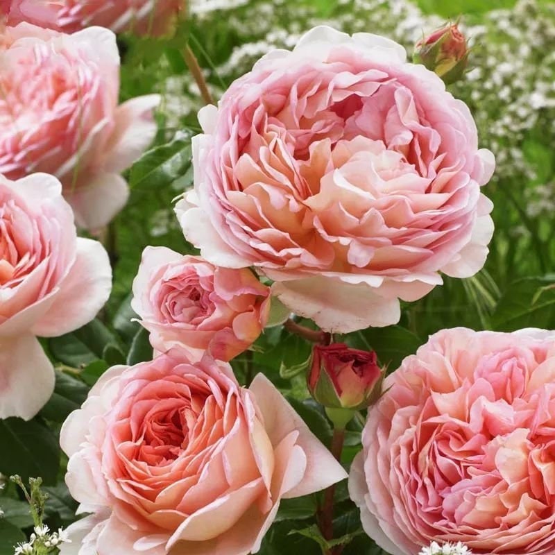Pink English Abraham Darby Rose Flower Seeds, 30 seeds