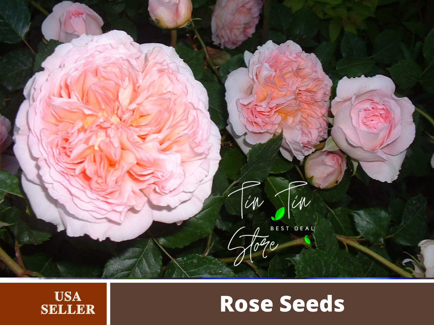abracadabra rose seeds 30 Rare Seeds