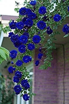 Blue Climbing Rose Bush Flower Seeds, 30 seeds