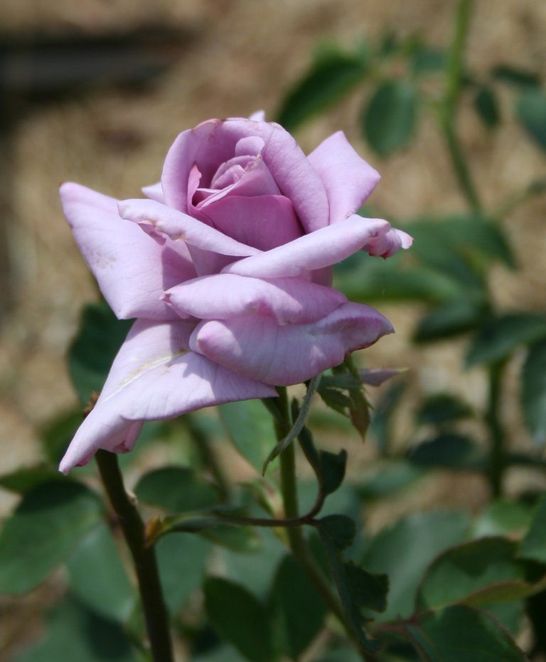 30 Rare Seeds| Blue Sky Lilac-Blue Fragrant Rose Flower Seeds #1123
