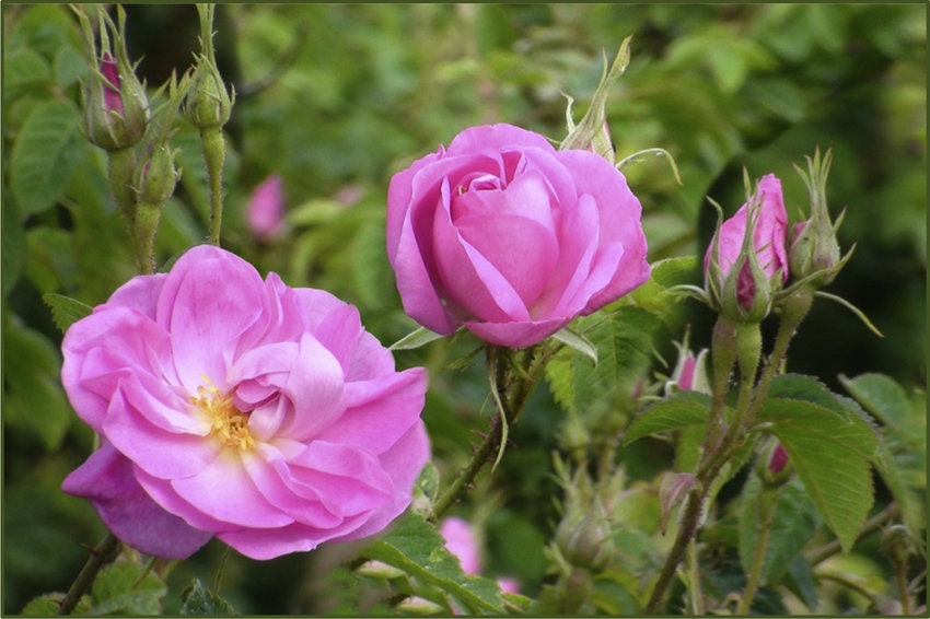 30 Rare Seeds| Rose Damascena Hybrid, Fresh Exotic Pink Rose#1125