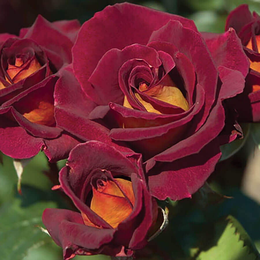 Black Night Hybrid Tea Rose Flower Seeds, 30 seeds