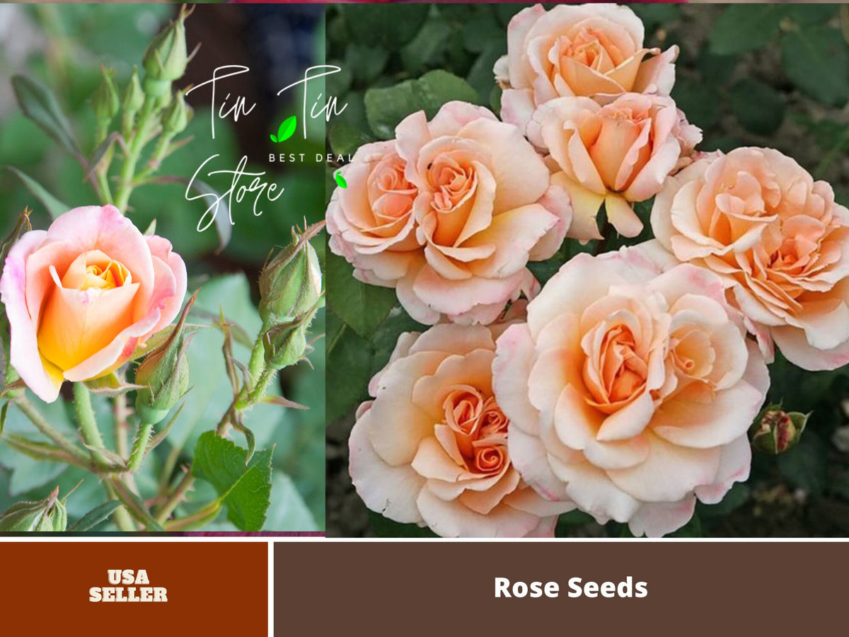 Rose Bush Flower Seeds, 30 seeds