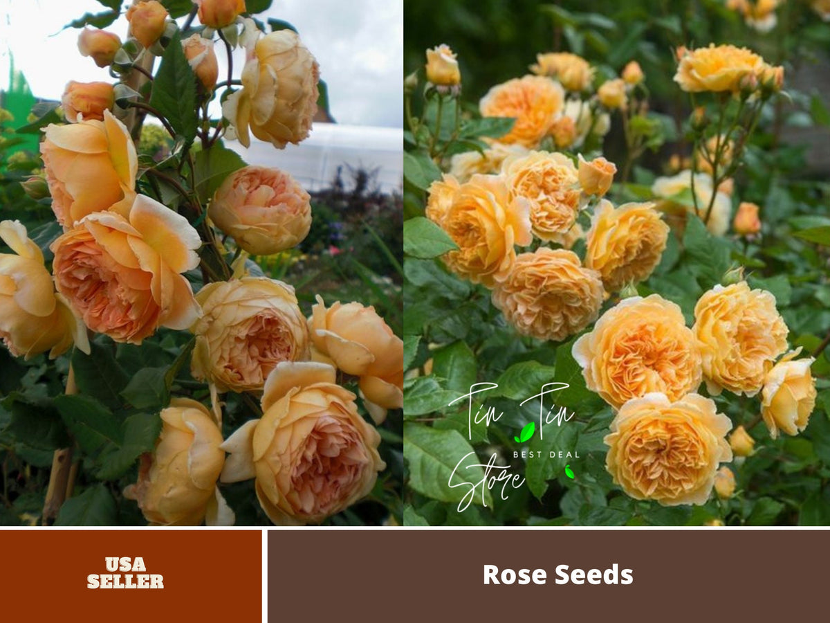 Crown Princess Margareta Seeds, 30 seeds