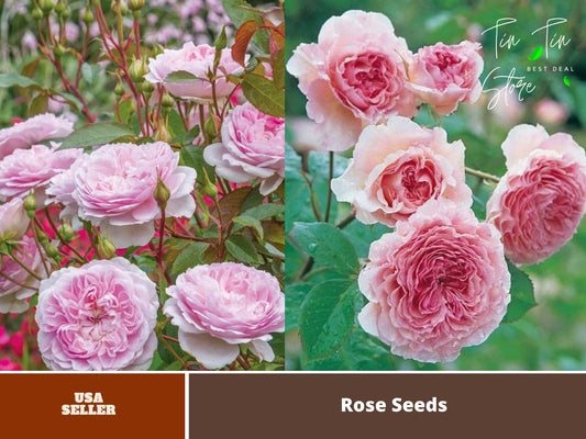 James Galway Rose Seeds, 30 seeds