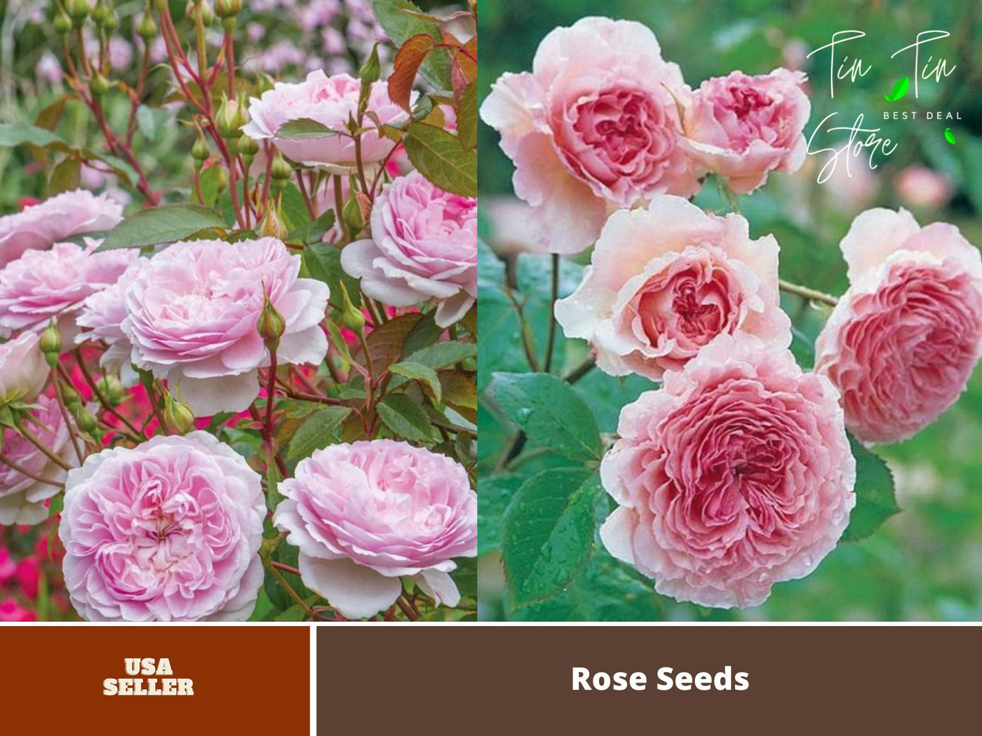 rare rose seeds for sale 30 Rare Seeds| James Galway Rose Seeds #1020
