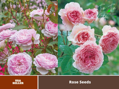 30 Rare Seeds| James Galway  David Austin Rose Seeds #1020