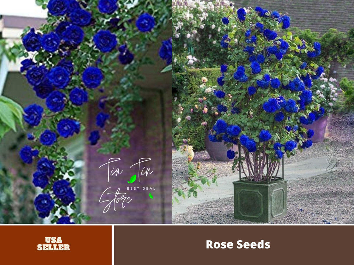 Blue Climbing Rose Bush Flower Seeds, 30 seeds