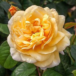 Moonlight Romantica Hybrid Tea Rose Seeds, 30 seeds
