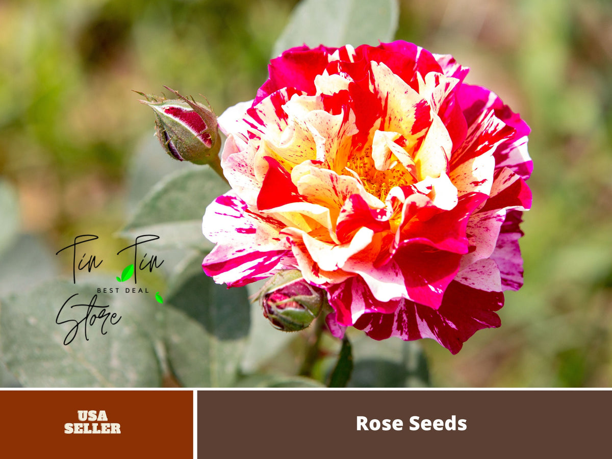Scentimental Floribunda Rose Seeds - Stripped Roses, 30 seeds
