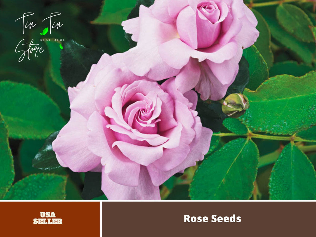 Memorial Day Rose (Pink Hybrid Tea Rose) Seeds, 30 seeds