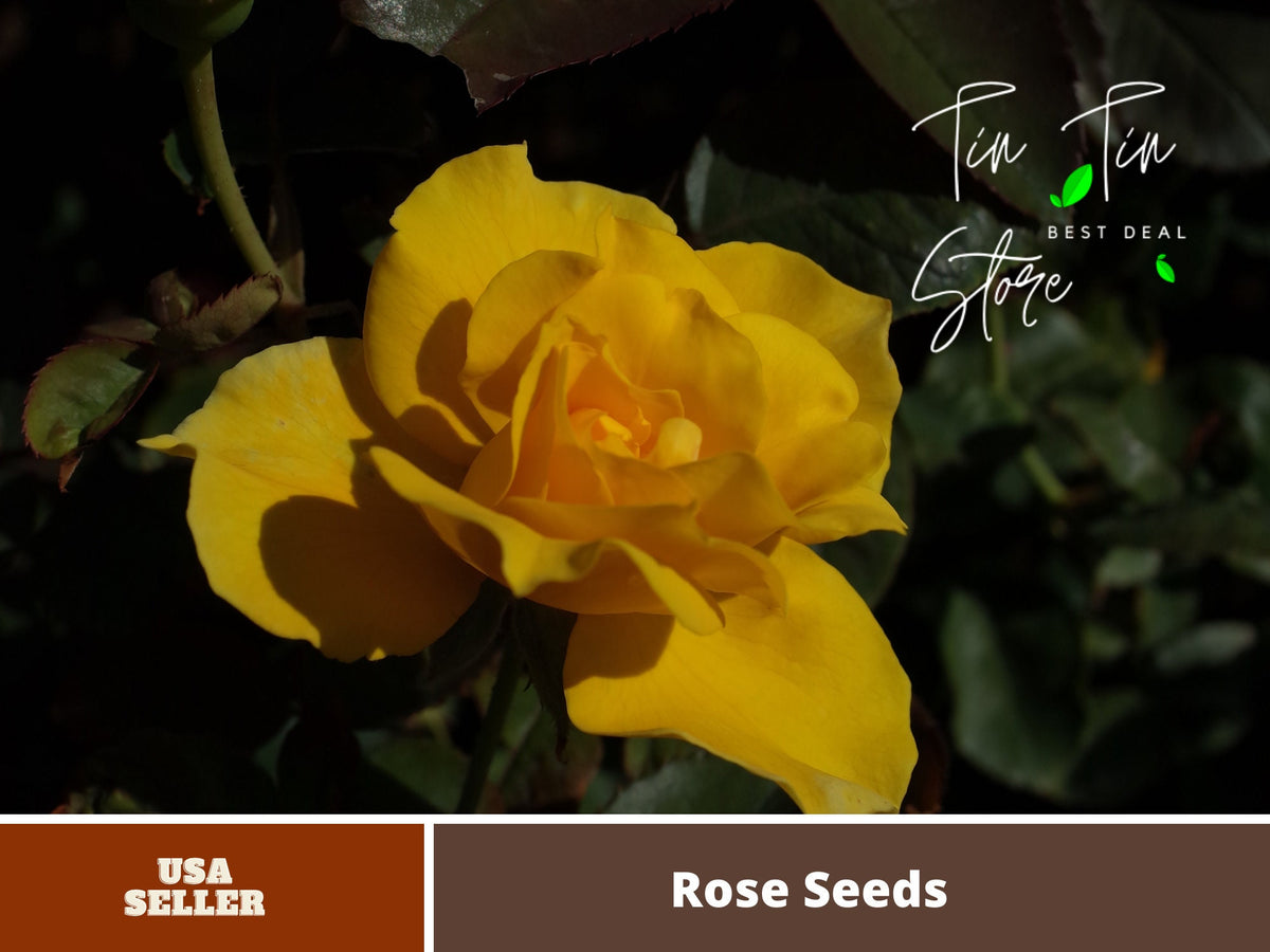 Midas Touch Rose Seeds, 30 seeds