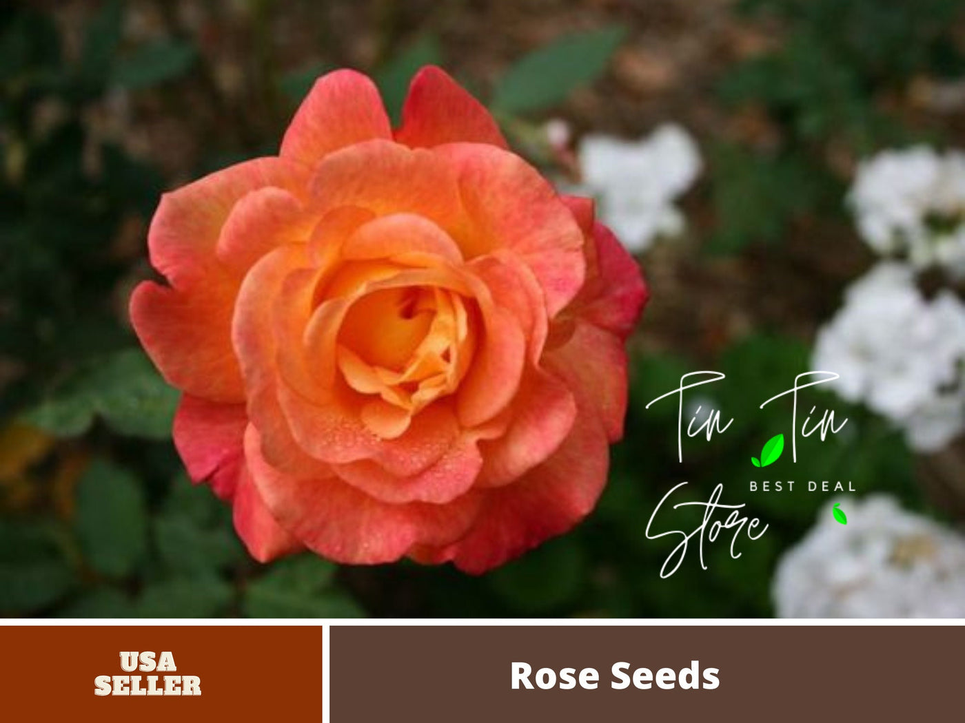 rare plant seeds for sale 30 Rare Seeds| Tropicana Hybrid Tea Rose Seeds#1026