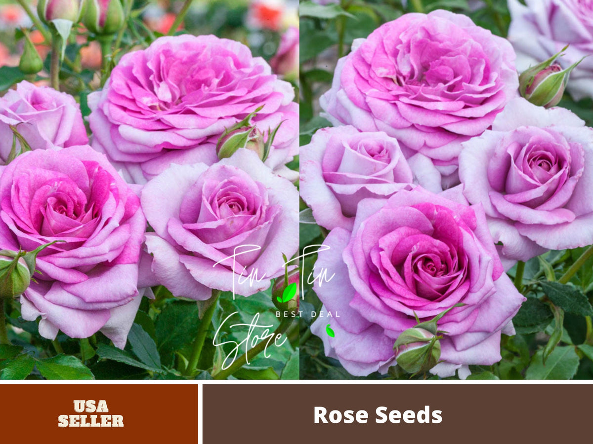 30 Rare Seeds| Violet's Pride Floribunda Rose Flower Seeds #1021