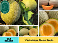 25 seeds| Cantaloupe Melon Seeds-– Delicious Fruit, Easy to Grow, Perennial, Garden & Container Plant, Pollinator Friendly, Non-GMO, Heirloom Variety #5003