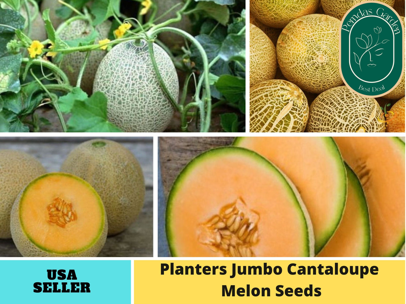 melon seeds planting 30 seeds| Planter's Cantaloupe Melon Seeds – Delicious Fruit, Easy to – PEMDASGARDEN