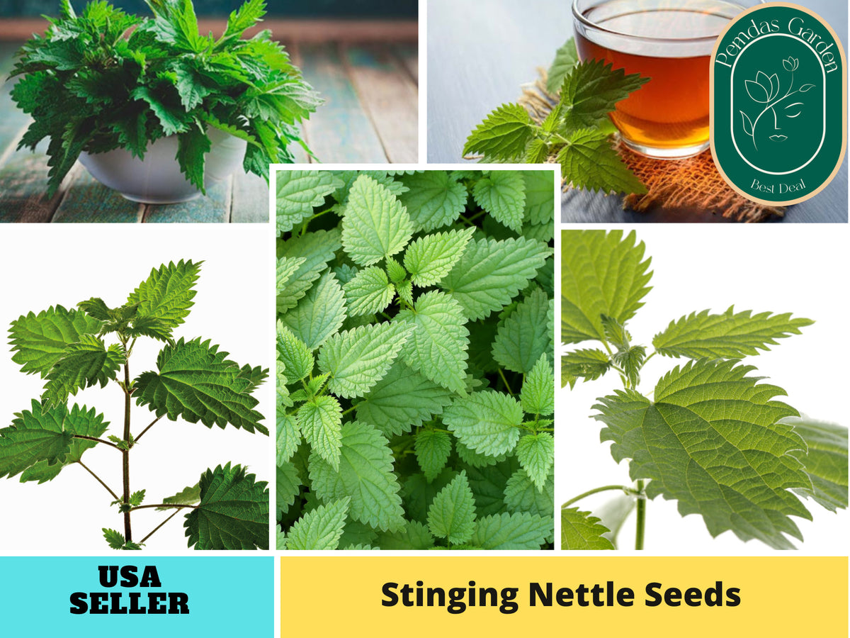 60 Seeds| Stinging  Nettle Herbs Seeds #7001