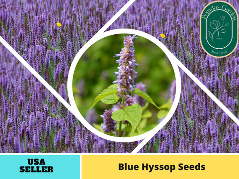 150 Seeds| Blue  Hyssop Seeds #7002