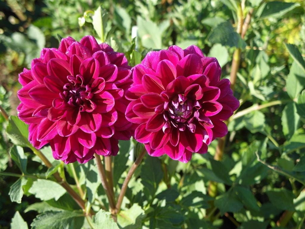rare dahlia seeds 40+ Rare Seeds| Boogie Nites Dahlia Seeds - Authentic - Open-Pollinated - Organic - Heirloom - Flower Seeds - Container