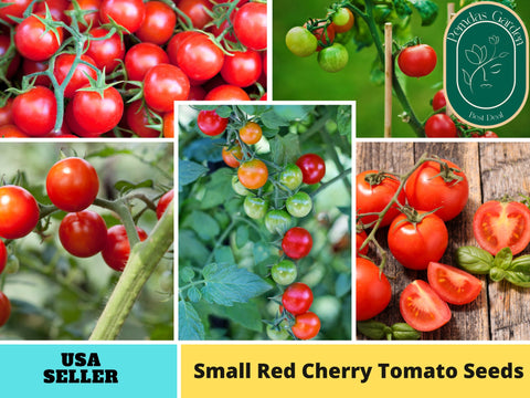 30 Seeds|  Small Red Cherry Tomato Seeds#7009