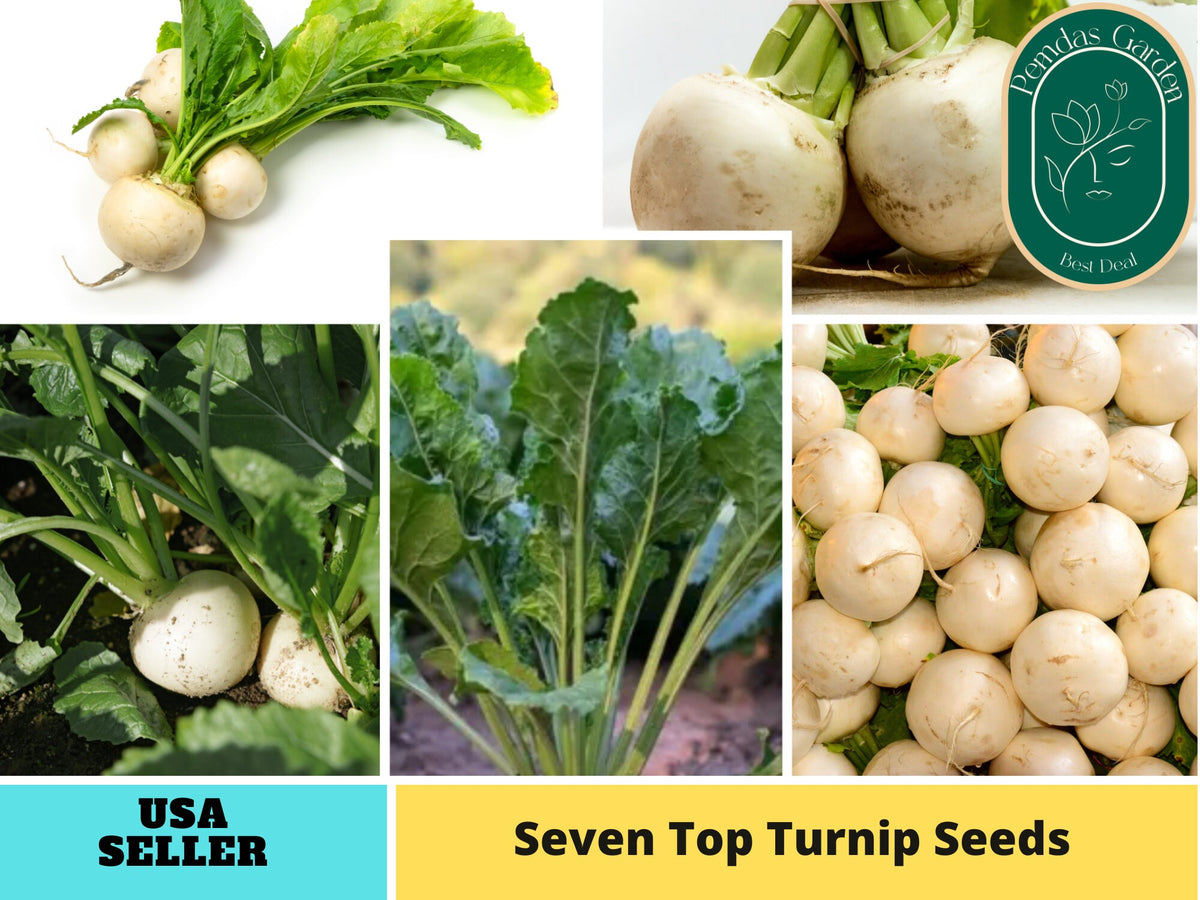 110 Seeds| Seven Top Turnip Seeds#7012