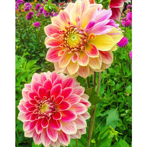 Temple of Beauty Dahlia Seeds - Heirloom, 40+ seeds