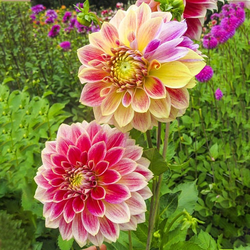 Temple of Beauty Dahlia Seeds - Heirloom, 40+ seeds